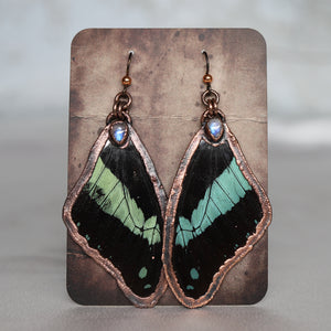 Electroformed Papilio Bromius Wing Earrings